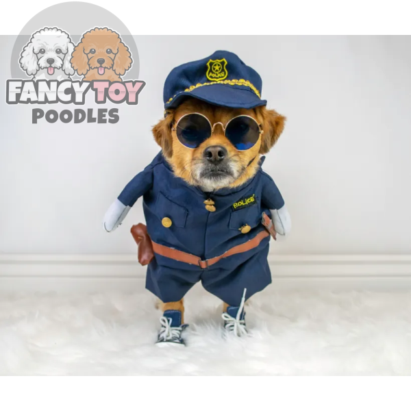 product-thumb-11_optimized Felis Bibendum