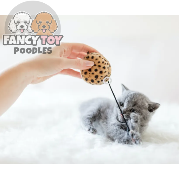 product-thumb-13_optimized Posuere Semper