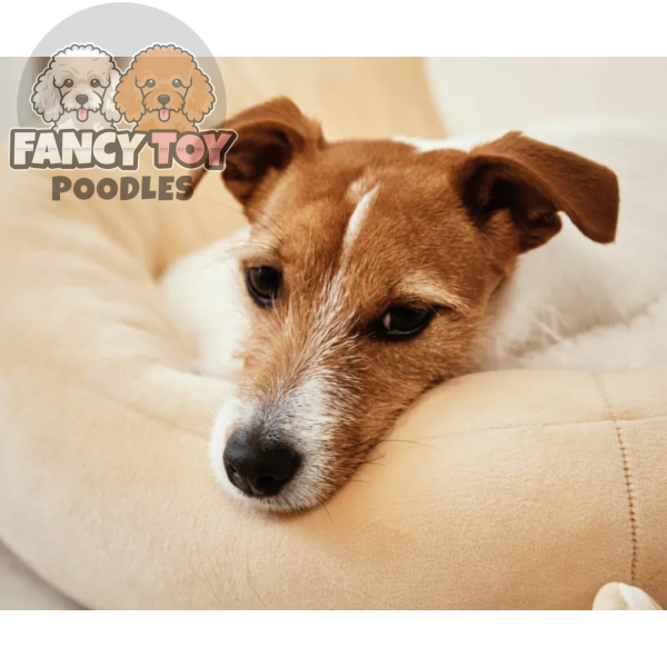 product-thumb-16_optimized Quam Quisque