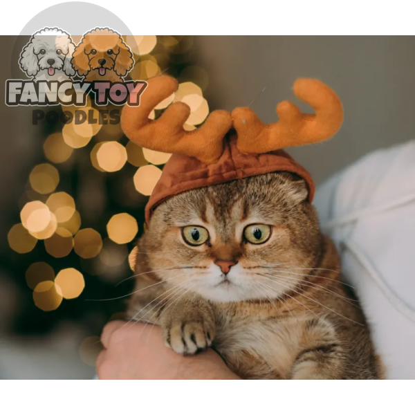 product-thumb-2_optimized Pellentesque Diam