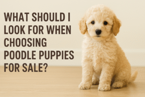 What should I look for when choosing poodle puppies for sale?
