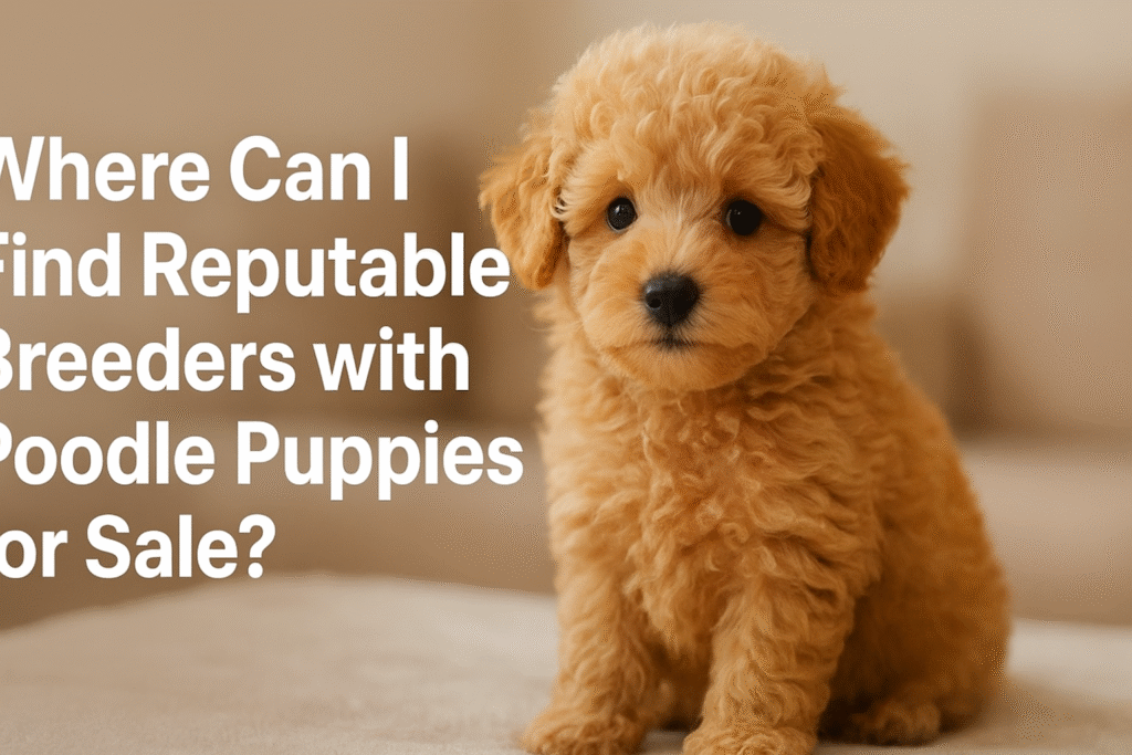 Where can I find reputable breeders with poodle puppies for sale?