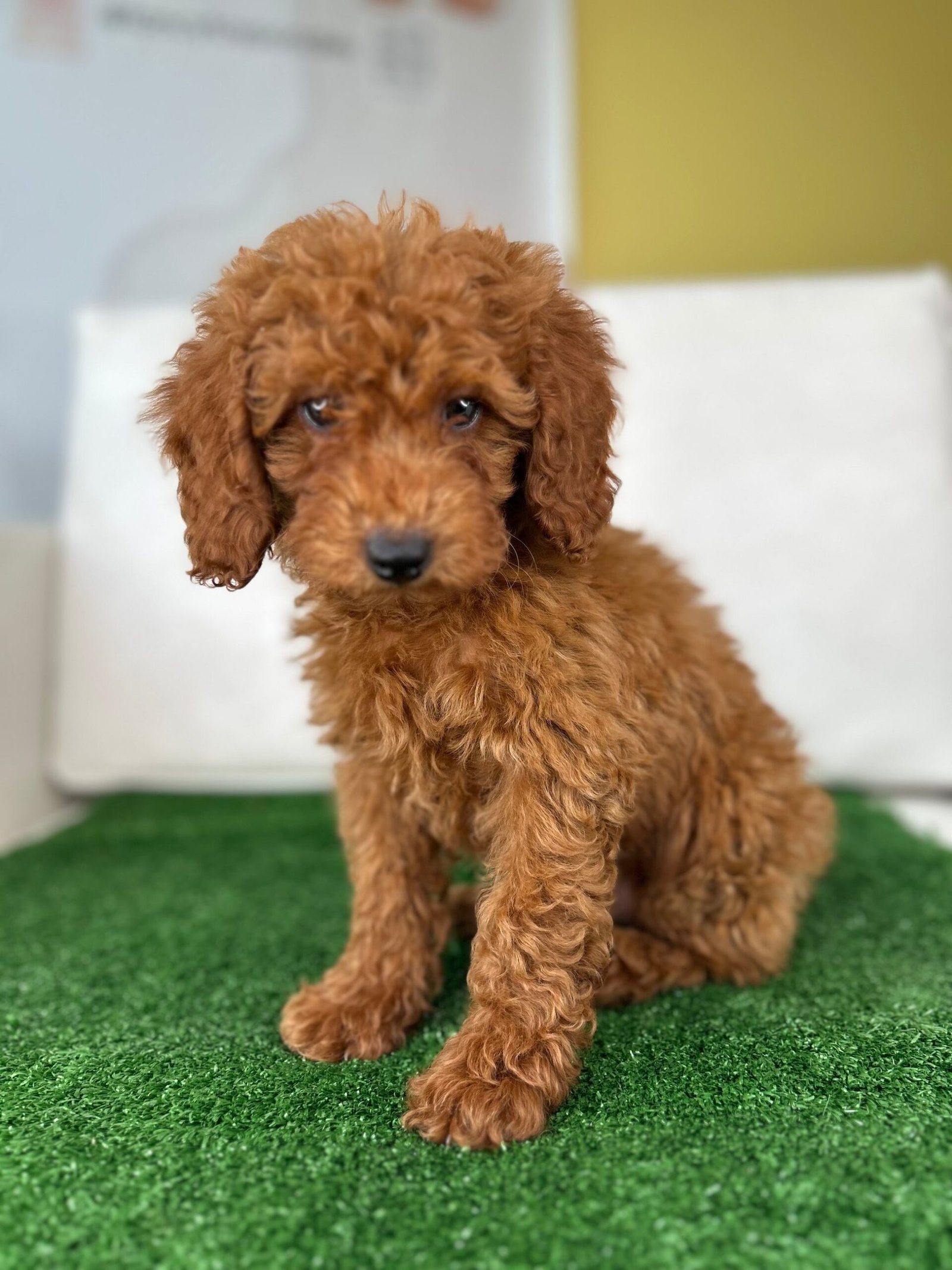 Apricot Male Mini Poodle