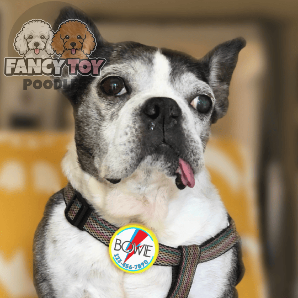 Bowie Ziggy Stardust Tag Dog Collar ,Silent, Eco-Friendly, Ringless ID Tag Bowie Ziggy Stardust Tag Dog Collar