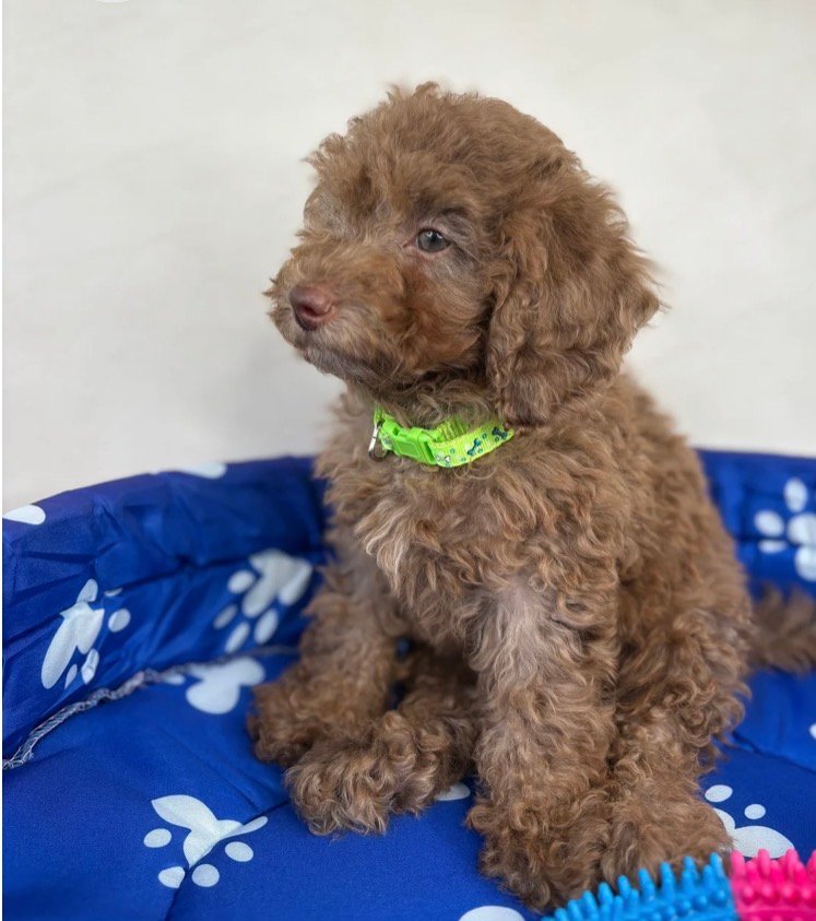 Chocolate Female Miniature Poodle