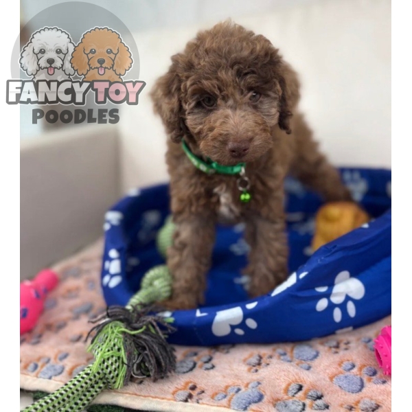Chocolate Merle Female Toy Poodle