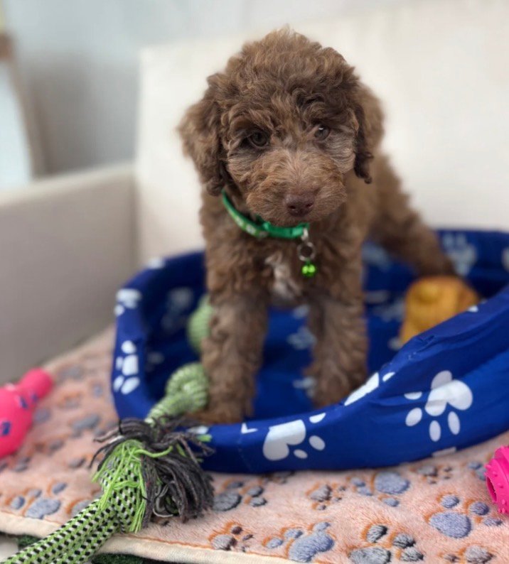 Chocolate Merle Female Toy Poodle