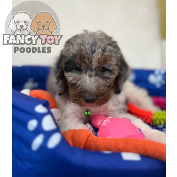 Chocolate Merle Head Male Toy Poodle