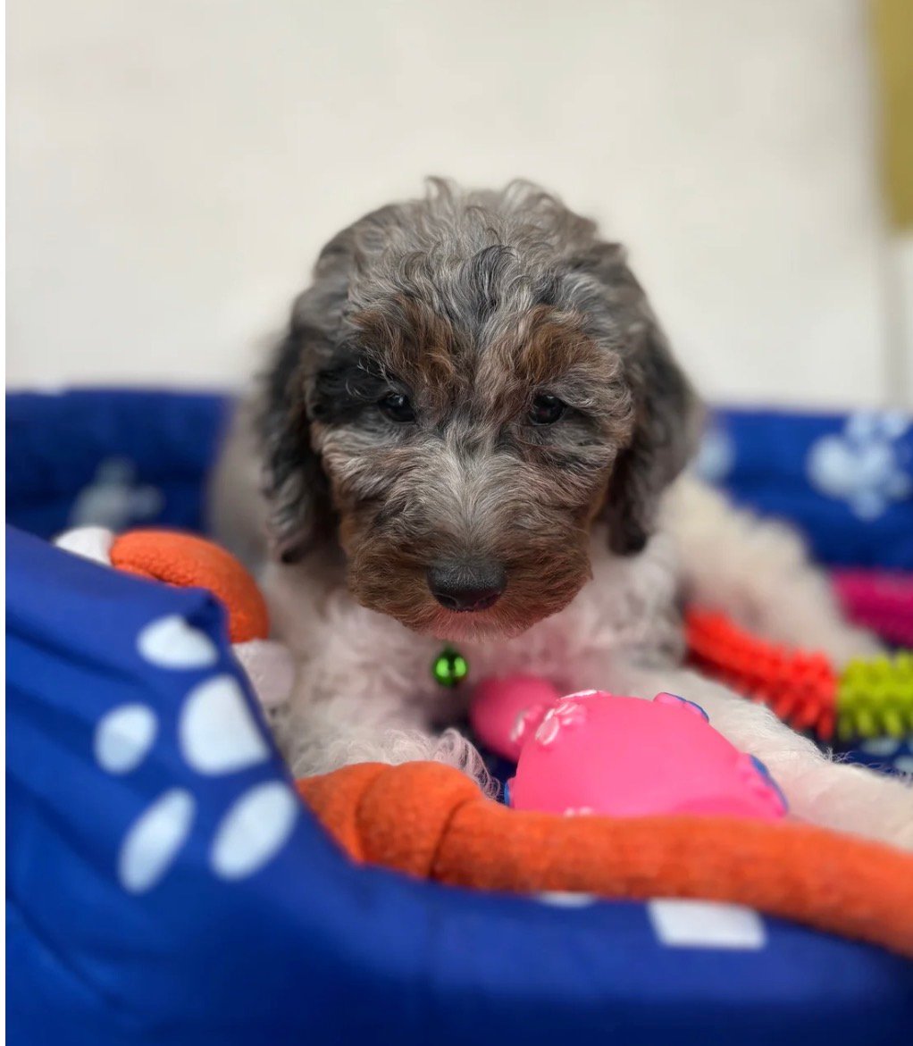 Chocolate Merle Head Male Toy Poodle