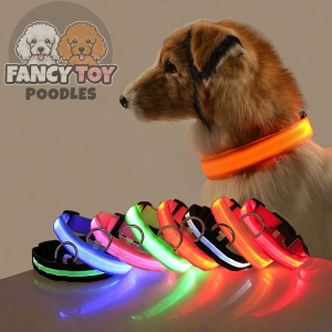Dog Colorful LED Collar