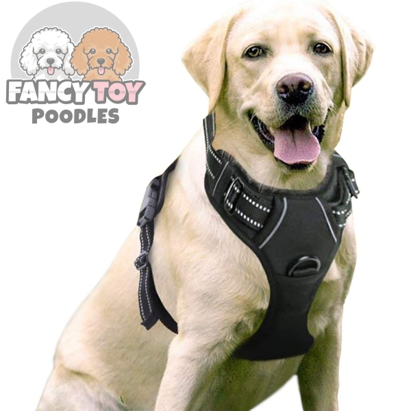 Dog Harness with 2 Leash Clips
