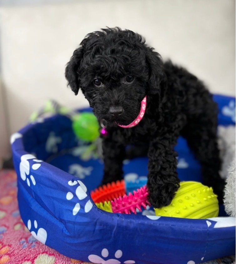 Female Black Teacup Poodle