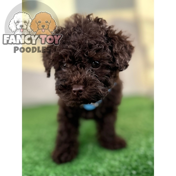 Female Chocolate Teacup Poodle
