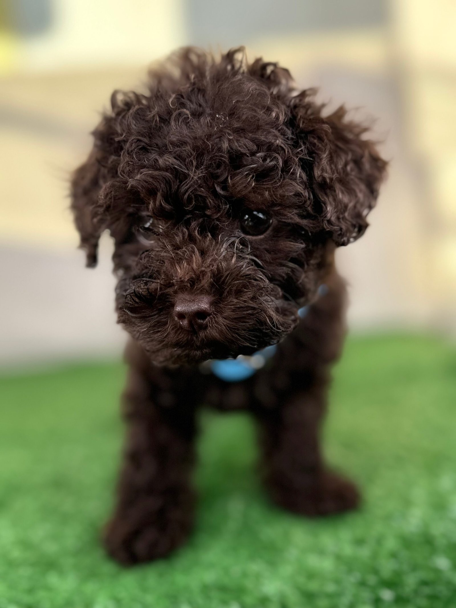Female Chocolate Teacup Poodle