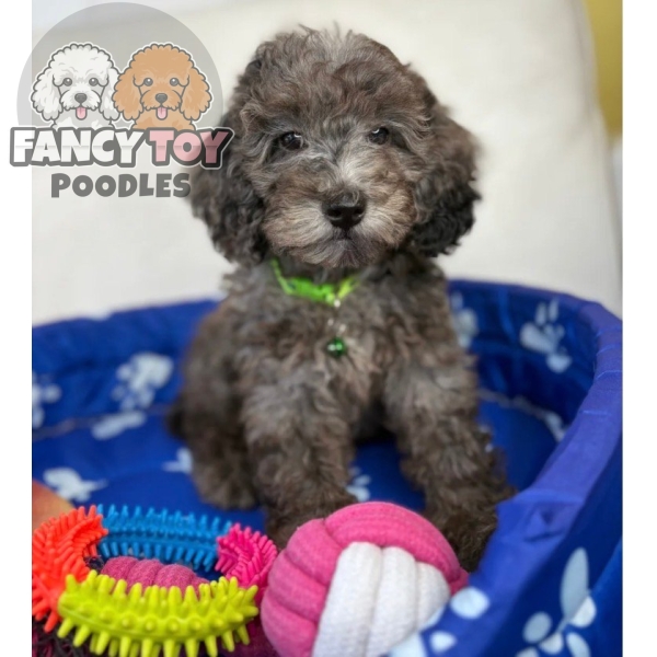 Female Merle Miniature Poodle