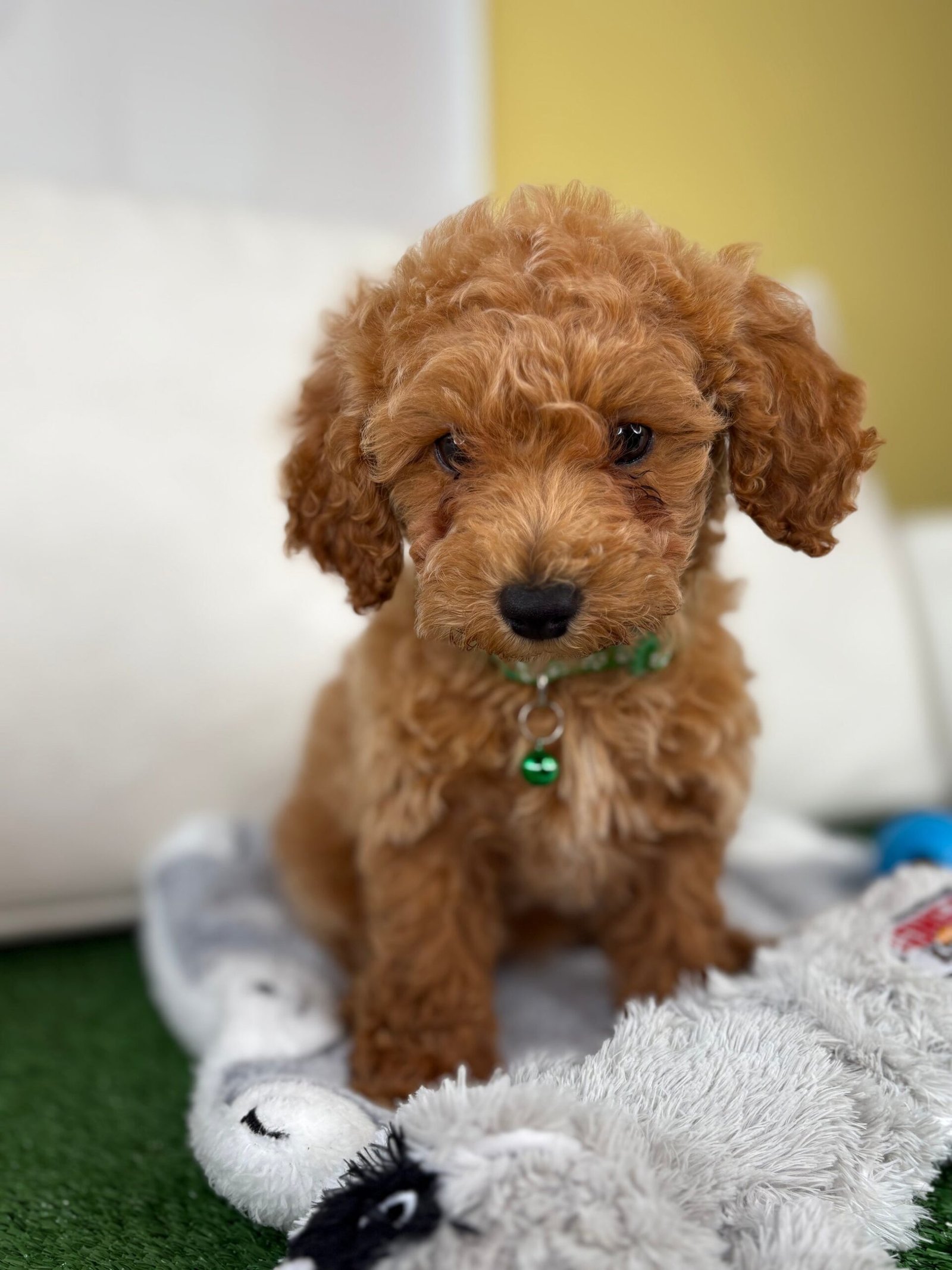 Female Mini Poodle
