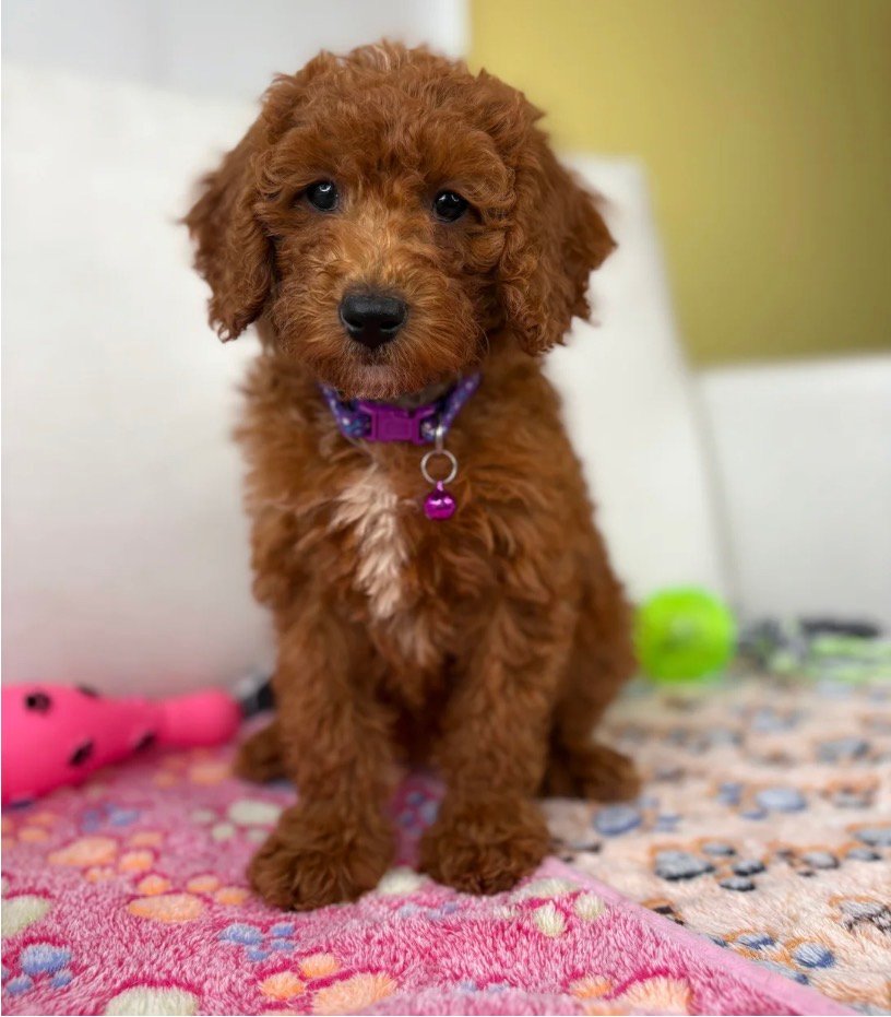 Female Miniature Poodle