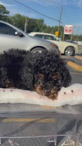 Female Red Phantom Mini Poodle