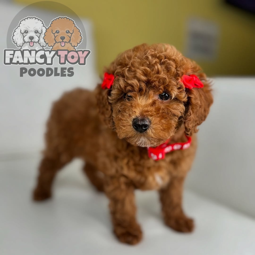 Female Red Teacup Poodle Female Red Teacup Poodle