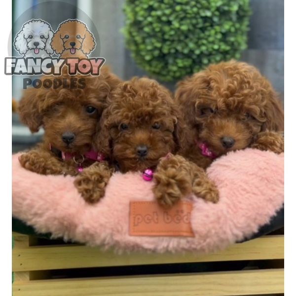 Female Red Teacup Poodle