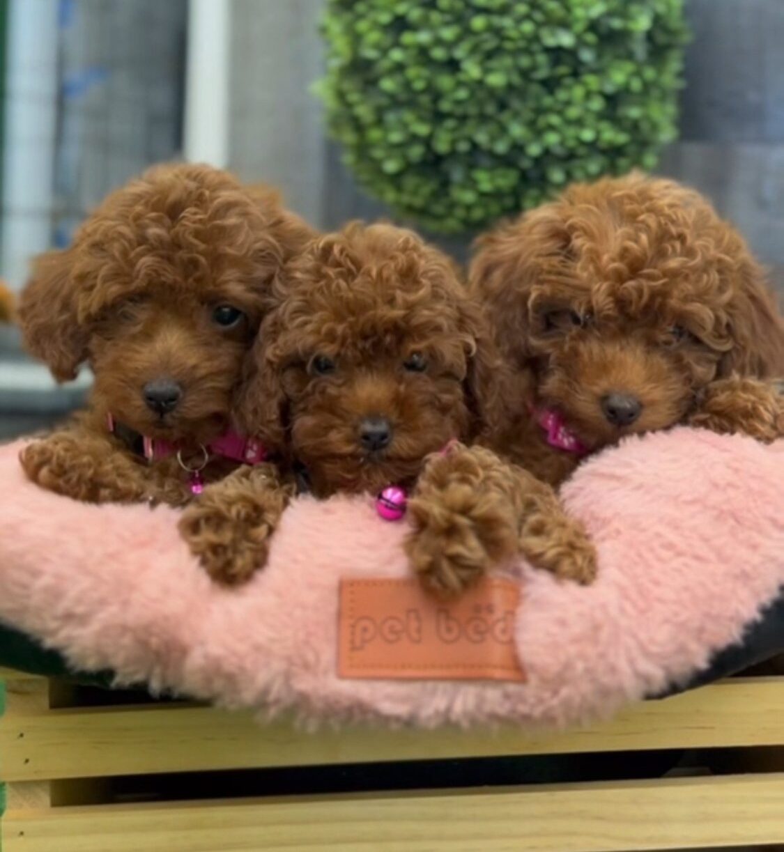Female Red Teacup Poodle 🐩 (Deposit Only, Please Read The Description Below‼️) Female Red Teacup Poodle