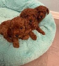 Female Red Teacup Poodle