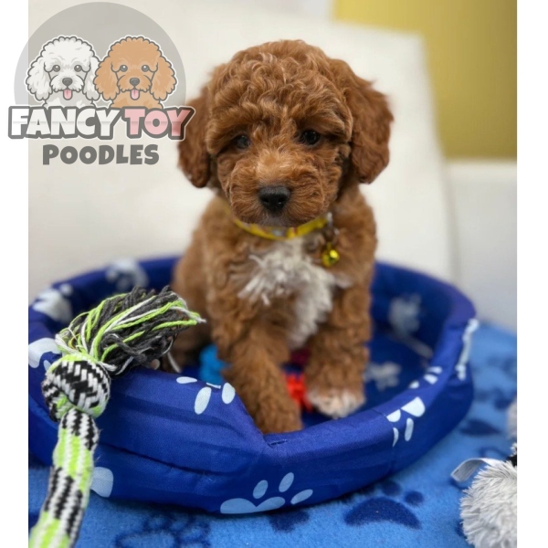 Female Red Toy Poodle