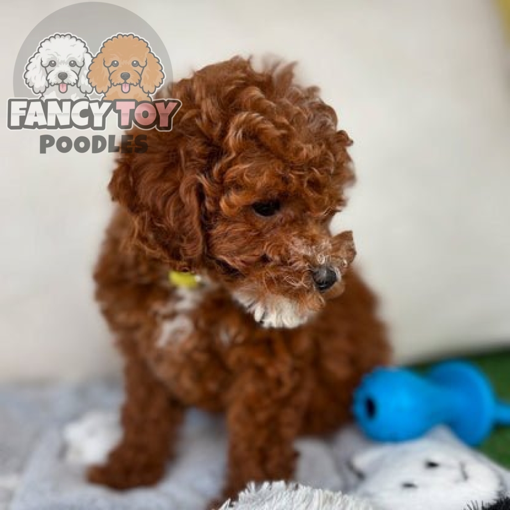 Female Teacup Poodle IN STOCK ‼️(Deposit Only, Please Read The Description Below‼️) Female Teacup Poodle