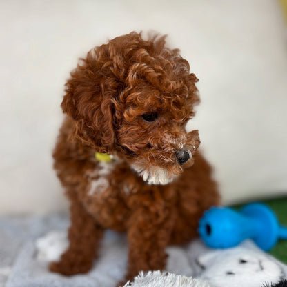 Female Teacup Poodle IN STOCK ‼️(Deposit Only, Please Read The Description Below‼️) Female Teacup Poodle