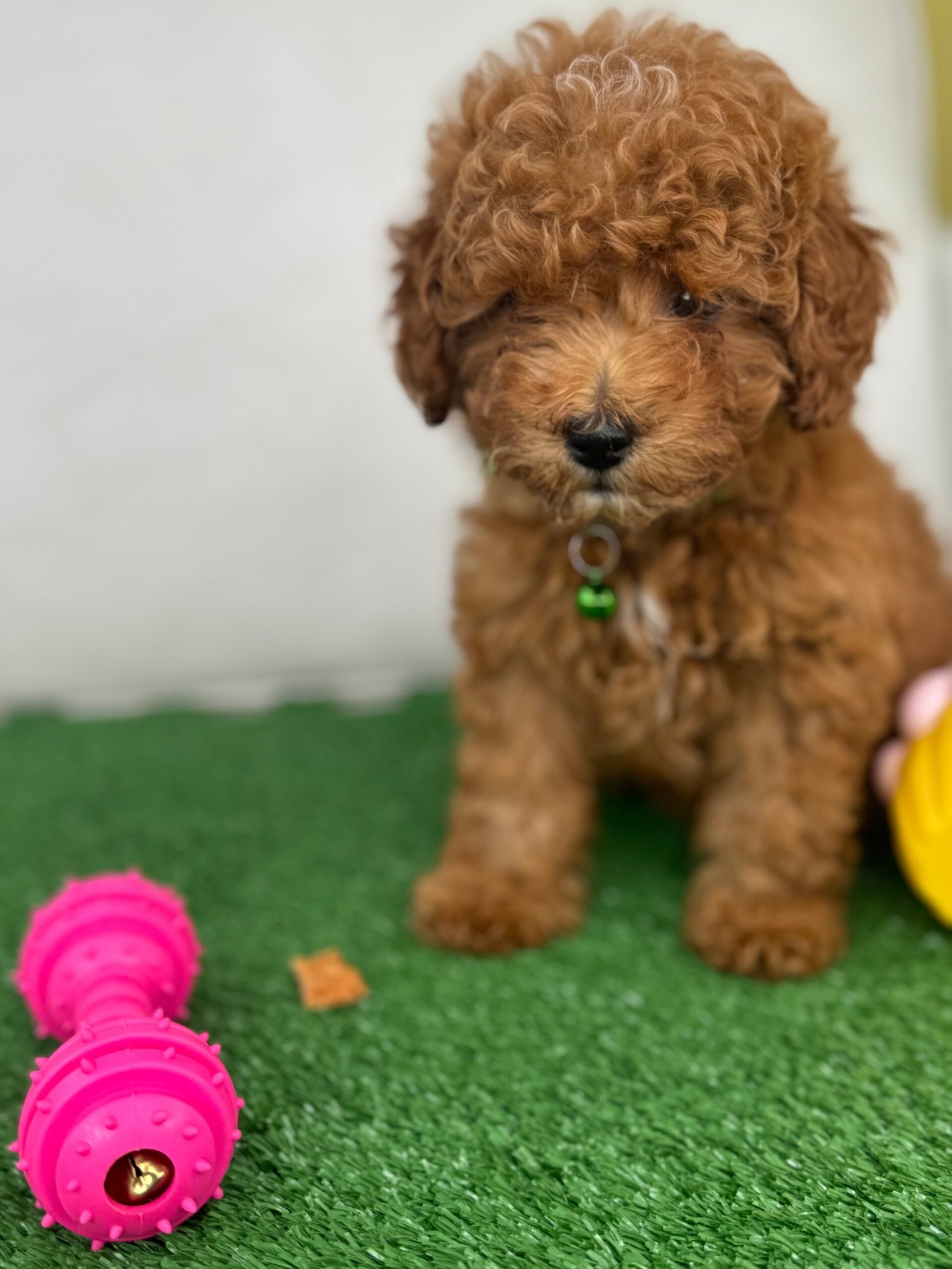 Female Toy Poodle (Deposit Only‼️Please Read The Description Below‼️) Female Toy Poodle