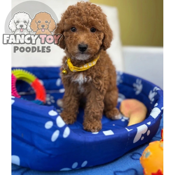 Female Toy Poodle