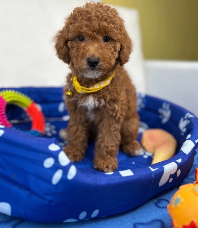 Female Toy Poodle
