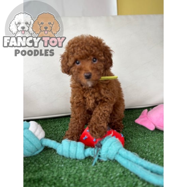 Female Toy Poodle