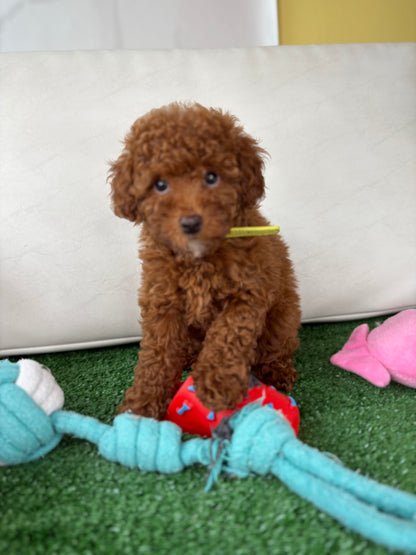 Female Toy Poodle