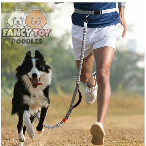 Hands Free Dog Leash