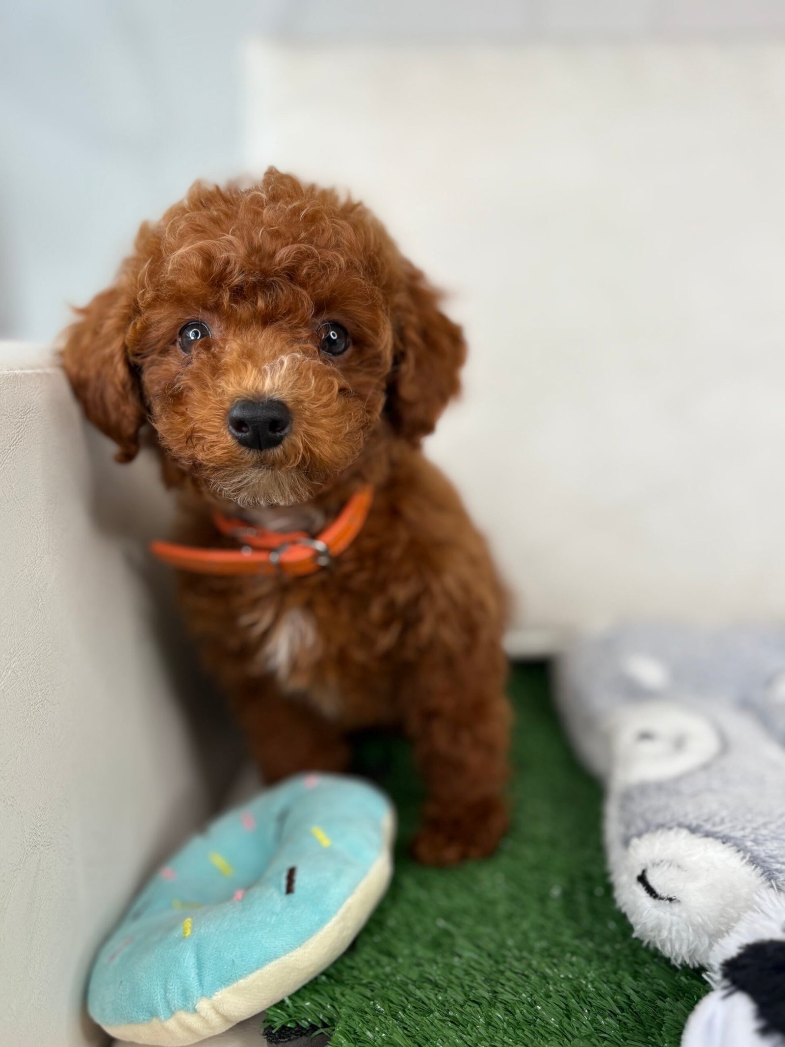 male toy poodle