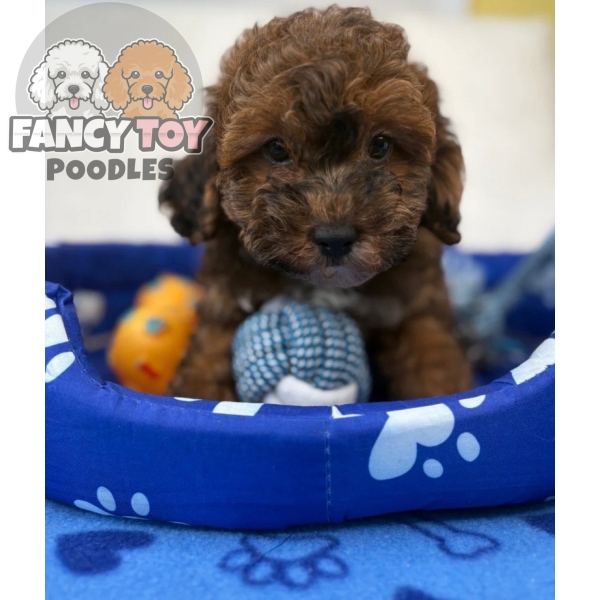 Male Brindle Merle Toy Poodle