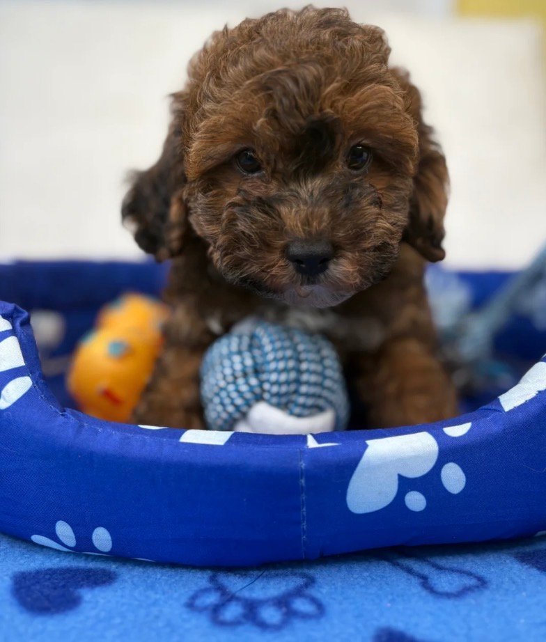 Male Brindle Merle Toy Poodle