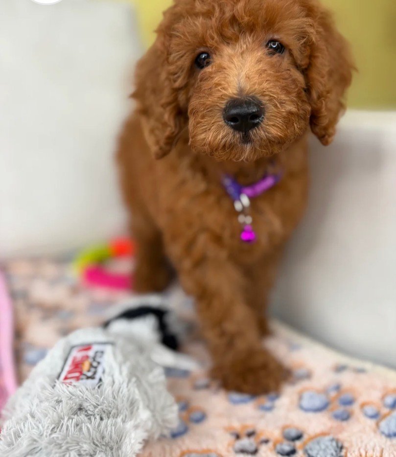Male Miniature Poodle