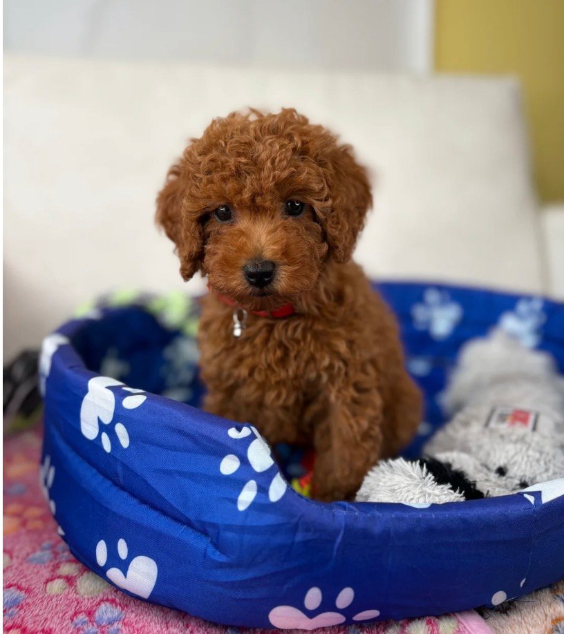 Male Red Teacup Poodle