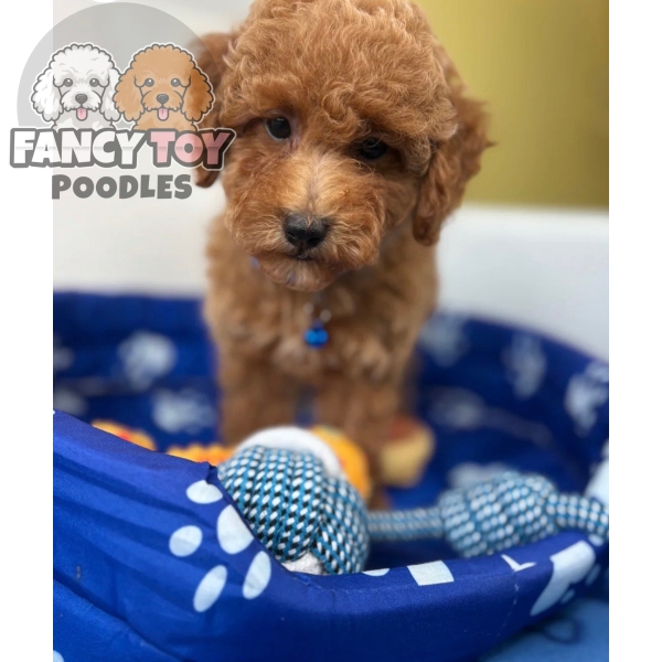 Male Red Toy Poodle