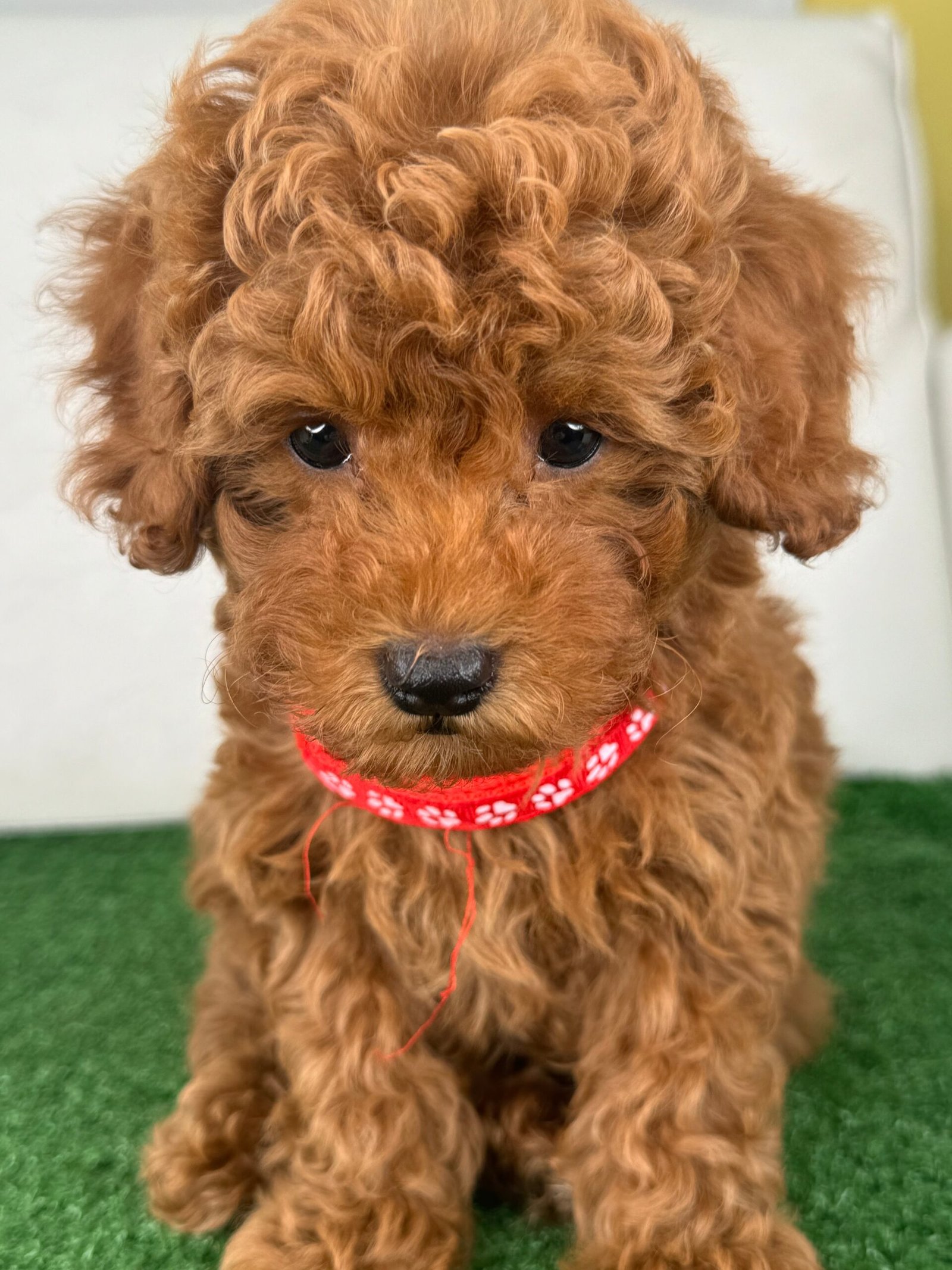 Male Red Toy Poodle