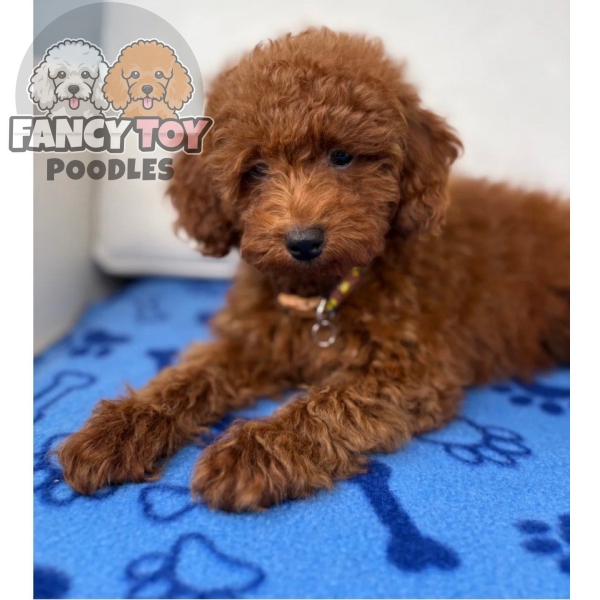 Male Red Toy Poodle
