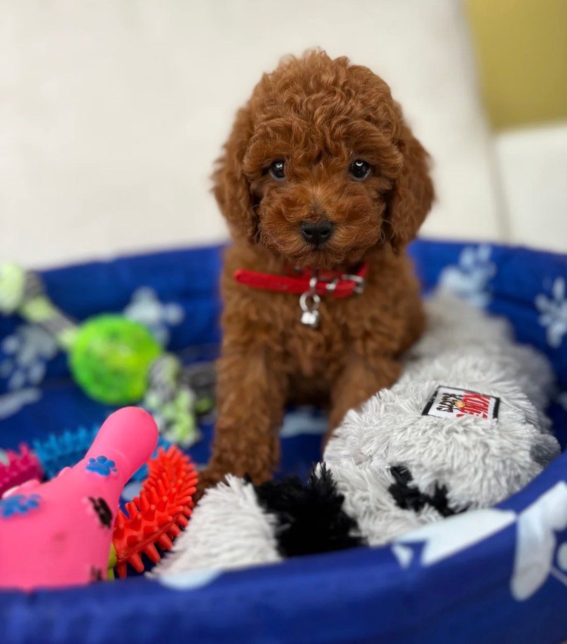 Male Teacup Poodle