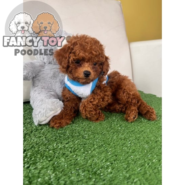 Male Teacup Poodle