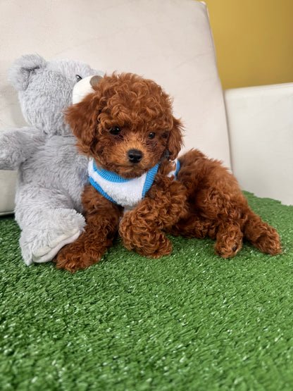 Male Teacup Poodle