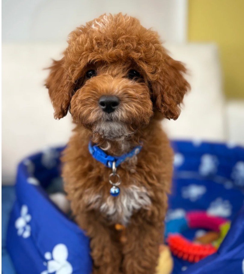 Male Toy Poodle