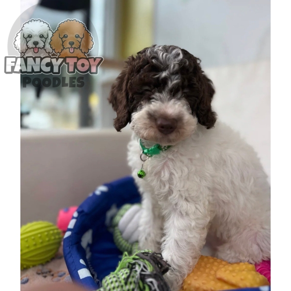 Party Colored Male Toy Poodle