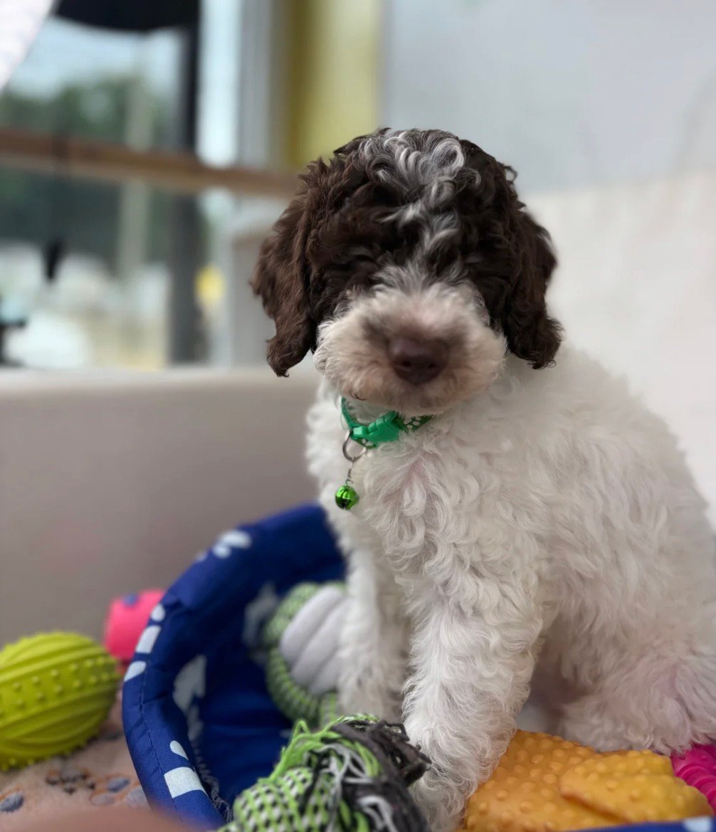 Party Colored Male Toy Poodle