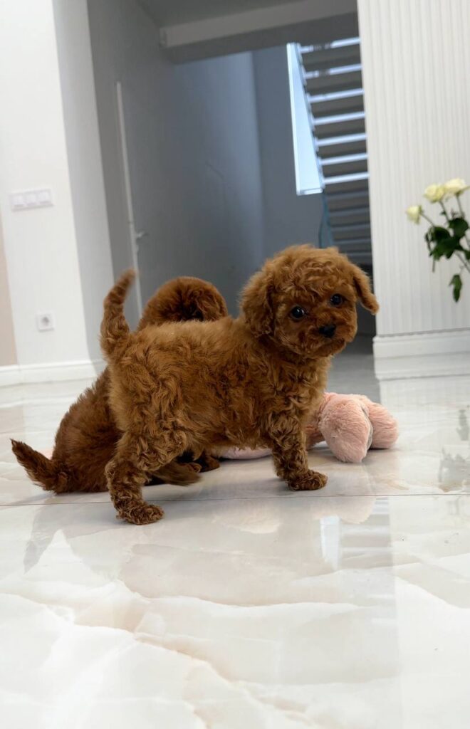 How do I know if poodle puppies for sale are purebred?